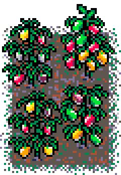 Info Box Carousel Slide #4 : Sweet peppers patch in mud