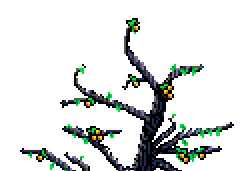 Half tree top loquat tree at bottom of page below 'Sheeba' box in Spring Garden