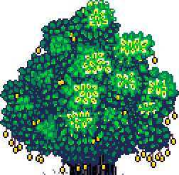 Tree top apricot tree at bottom of page below 'Sheeba' box in Summer Garden