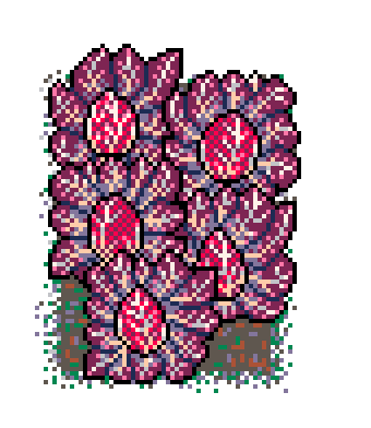 Info Box Collage Grid Winter Plant Patch Red Chicory (Mud)