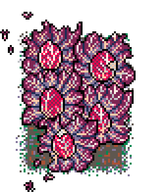 Winter Patch Red Chicory (Mud : B)