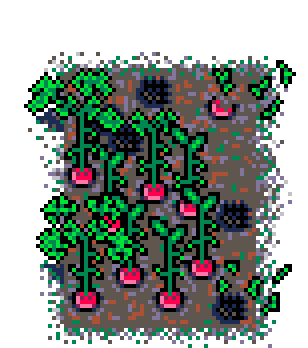 Summer Patch Radish (Mud : C)