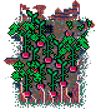 Summer Patch Radish (Wood : B)